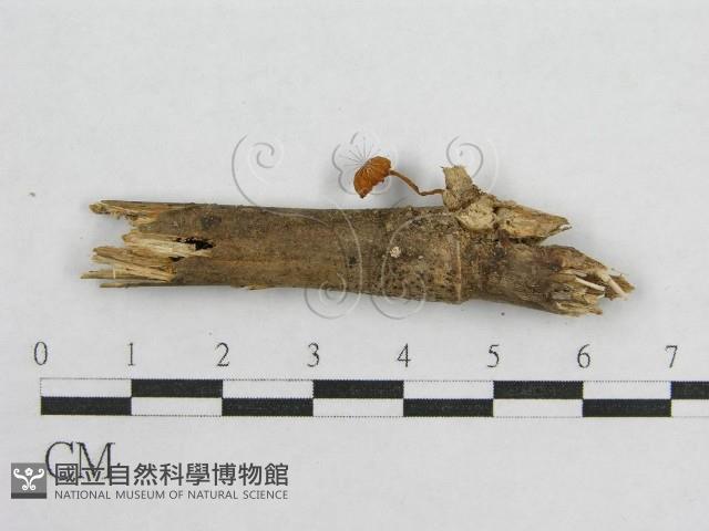 盔孢傘屬藏品圖，第1張
