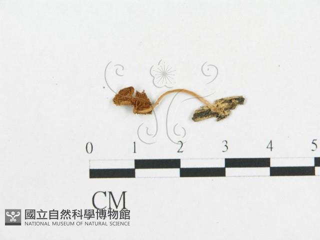 登錄號:F0007548藏品圖，第1張