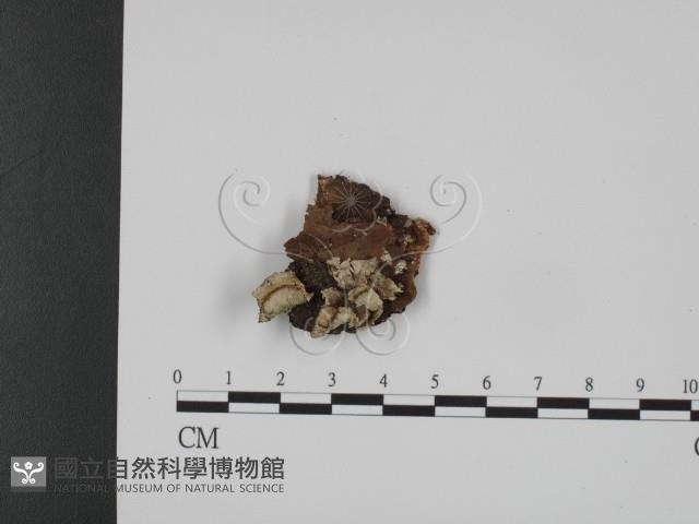 登錄號:F0017548藏品圖，第1張