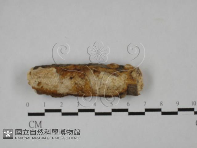 登錄號:F0025548藏品圖，第1張