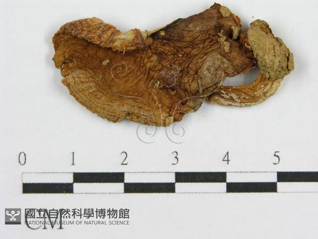登錄號:F0005548藏品圖，第1張