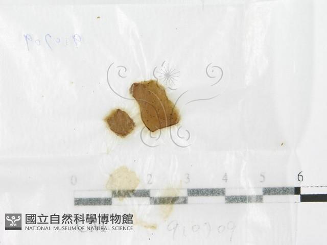 登錄號:F0015548藏品圖，第1張
