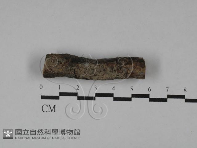 登錄號:F0029548藏品圖，第1張