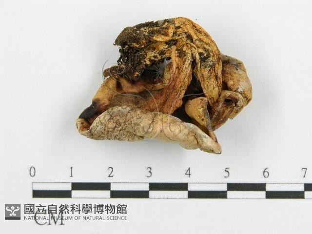 登錄號:F0009548藏品圖，第1張