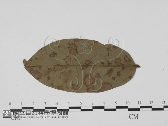 登錄號:F0019548藏品圖，第1張