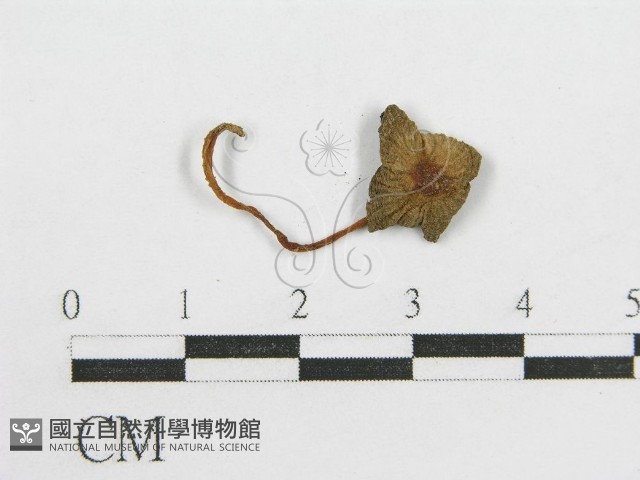 鬼傘屬藏品圖，第1張