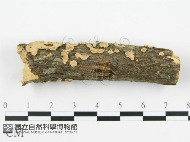 盤革菌屬藏品圖，第1張