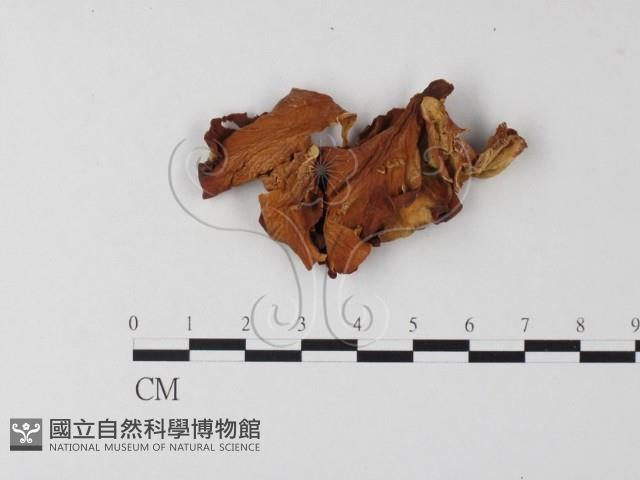 登錄號:F0008148藏品圖，第1張