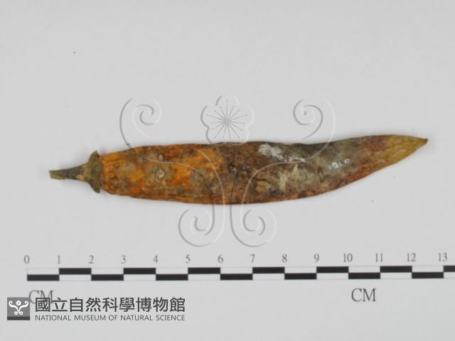 登錄號:F0010148藏品圖，第1張