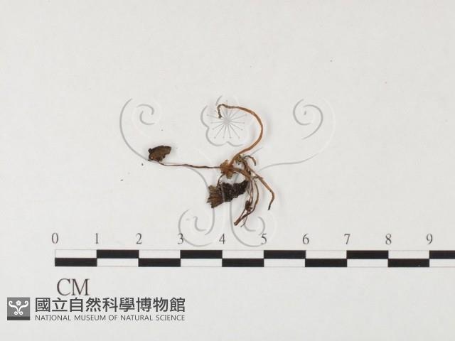 登錄號:F0026148藏品圖，第1張