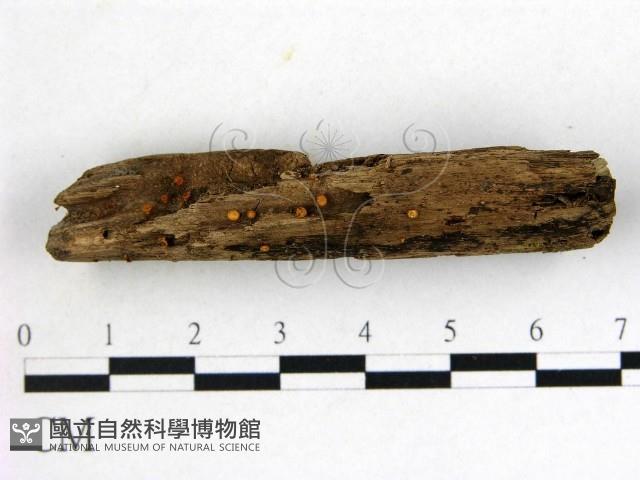 登錄號:F0001148藏品圖，第1張