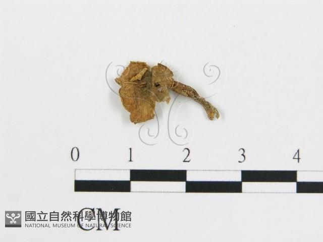 雞油菌屬藏品圖，第1張