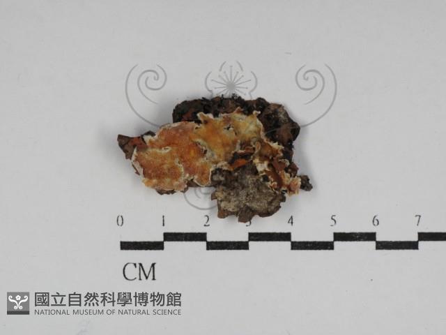 膠孔菌屬藏品圖，第1張