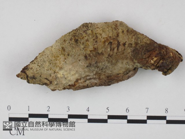 登錄號:F0004148藏品圖，第1張