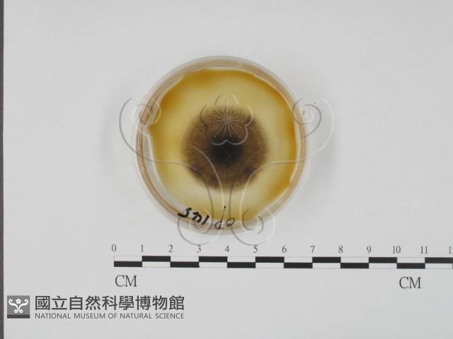 登錄號:F0022148藏品圖，第1張