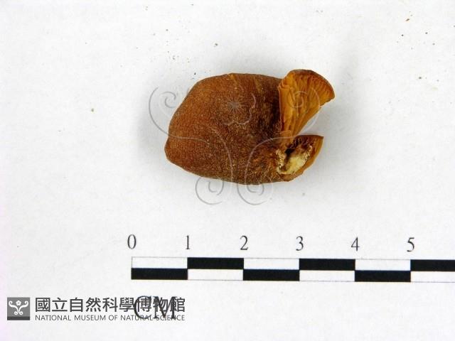 登錄號:F0002148藏品圖，第1張