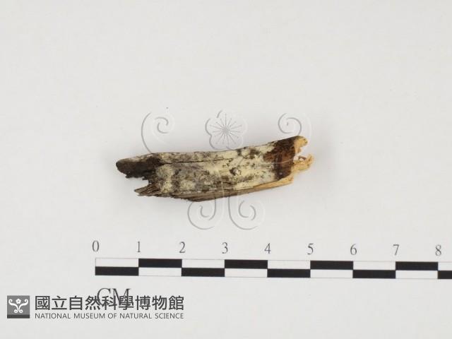 冇骨消絲齒菌藏品圖，第1張