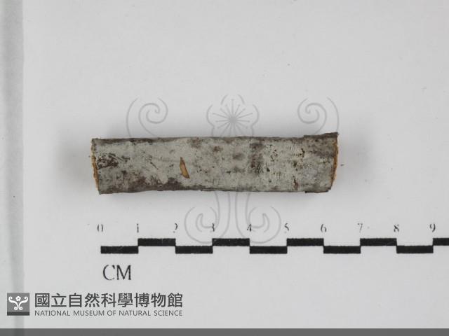 剛毛絲皮菌藏品圖，第1張