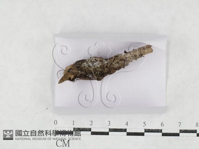 登錄號:F0027148藏品圖，第1張