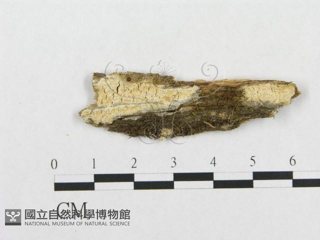 骨皮菌屬藏品圖，第1張