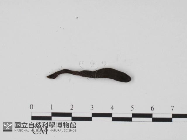 炭角菌屬藏品圖，第1張