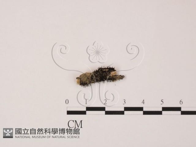 登錄號:F0005148藏品圖，第1張