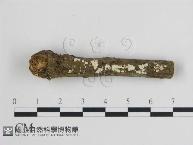 登錄號:F0015148藏品圖，第1張