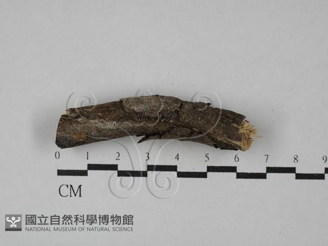 登錄號:F0029148藏品圖，第1張