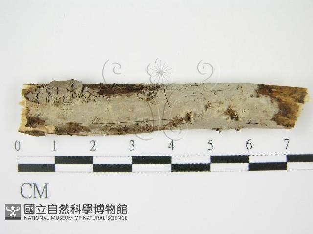 登錄號:F0009148藏品圖，第1張