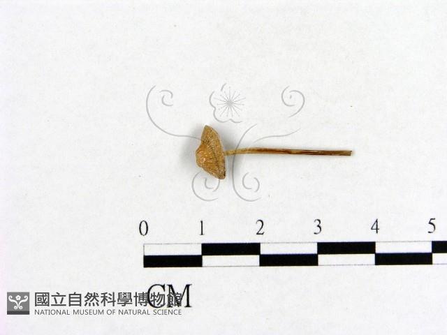 小菇屬藏品圖，第1張
