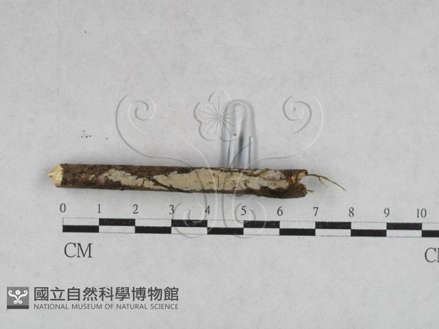 登錄號:F0028048藏品圖，第3張