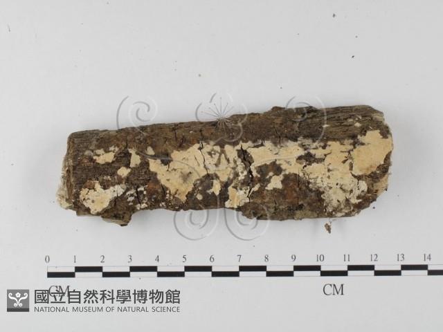 登錄號:F0020048藏品圖，第1張