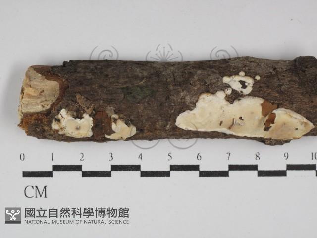 骨皮菌屬藏品圖，第1張