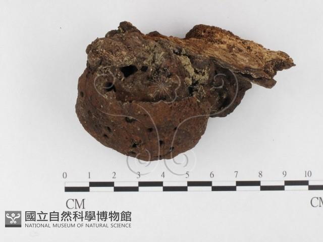 木層孔菌屬藏品圖，第1張
