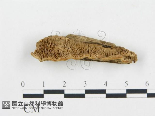 登錄號:F0006048藏品圖，第1張