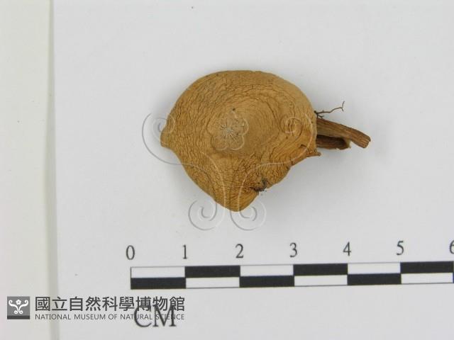 登錄號:F0016048藏品圖，第1張