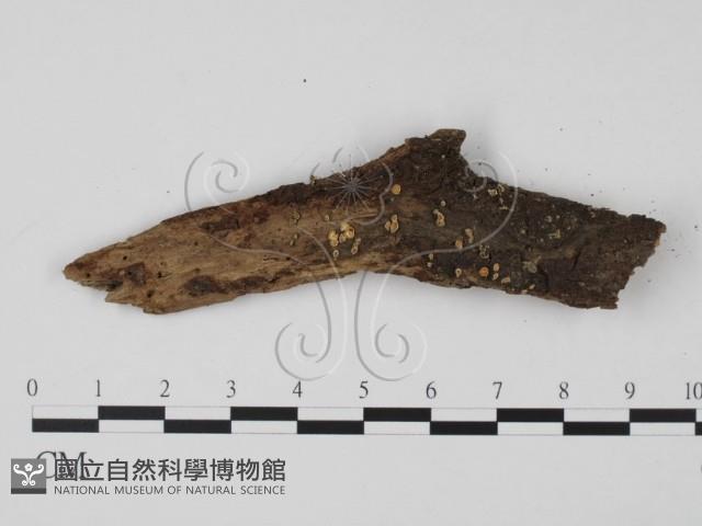 登錄號:F0021048藏品圖，第1張