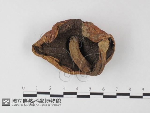 登錄號:F0011048藏品圖，第1張