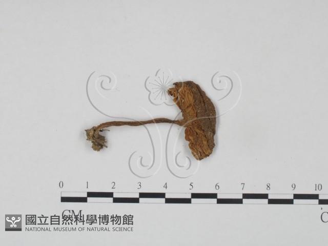 登錄號:F0002048藏品圖，第1張