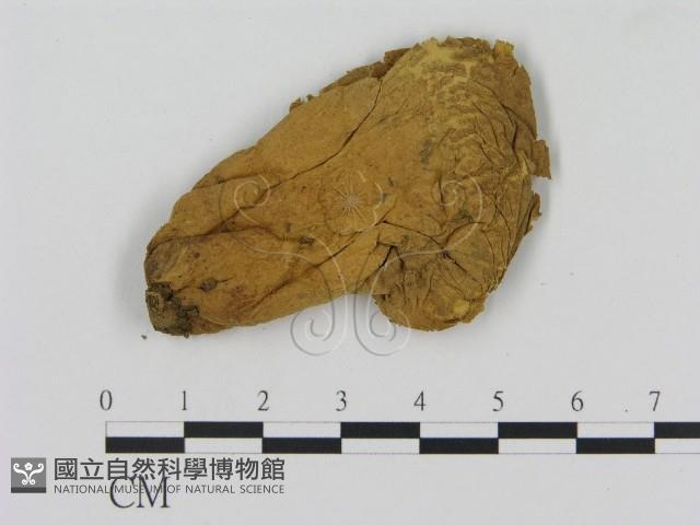 登錄號:F0012048藏品圖，第1張