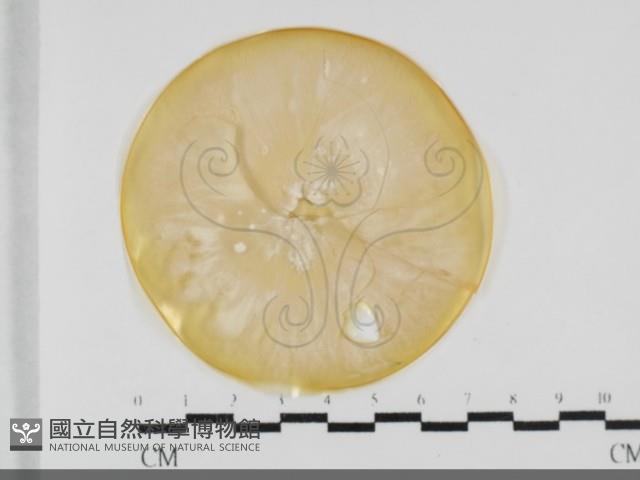 登錄號:F0032048藏品圖，第1張