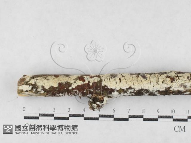 冇骨消絲齒菌藏品圖，第1張