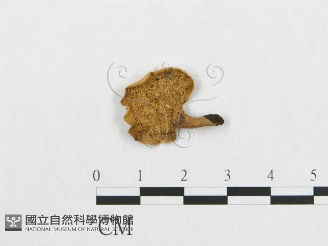 登錄號:F0007048藏品圖，第1張