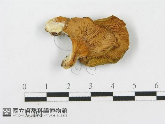 登錄號:F0017048藏品圖，第1張
