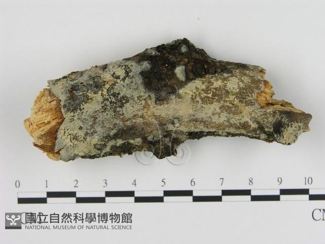 登錄號:F0005048藏品圖，第1張