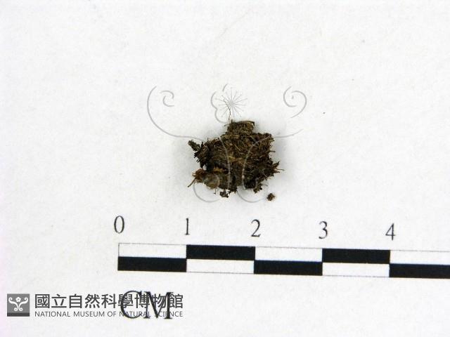 登錄號:F0015048藏品圖，第1張