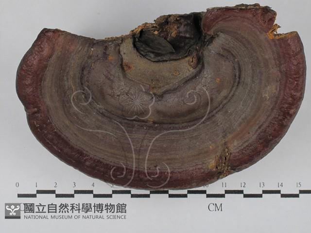 靈芝屬藏品圖，第1張