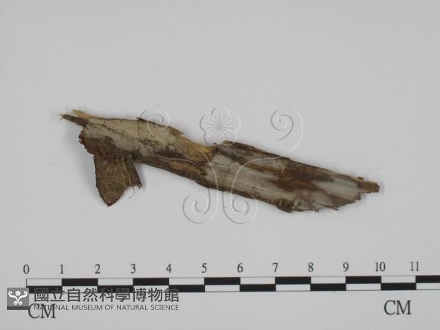 登錄號:F0019048藏品圖，第1張