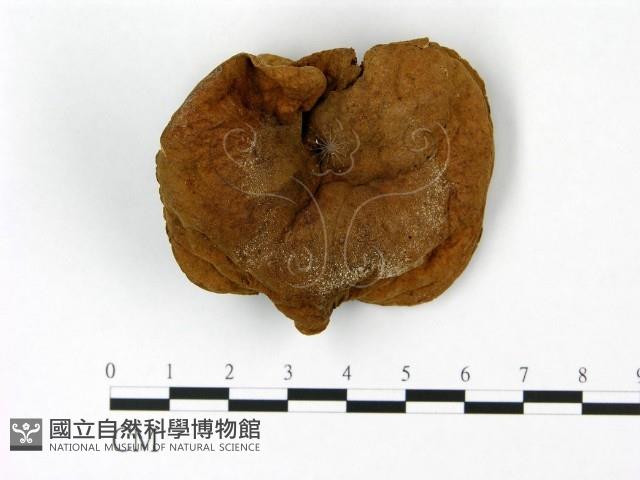 登錄號:F0023048藏品圖，第1張