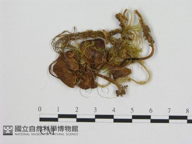 小菇屬藏品圖，第1張